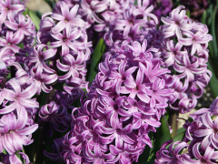 Highlighted image: 'Purple Pride' een multifunctionele hyacint.